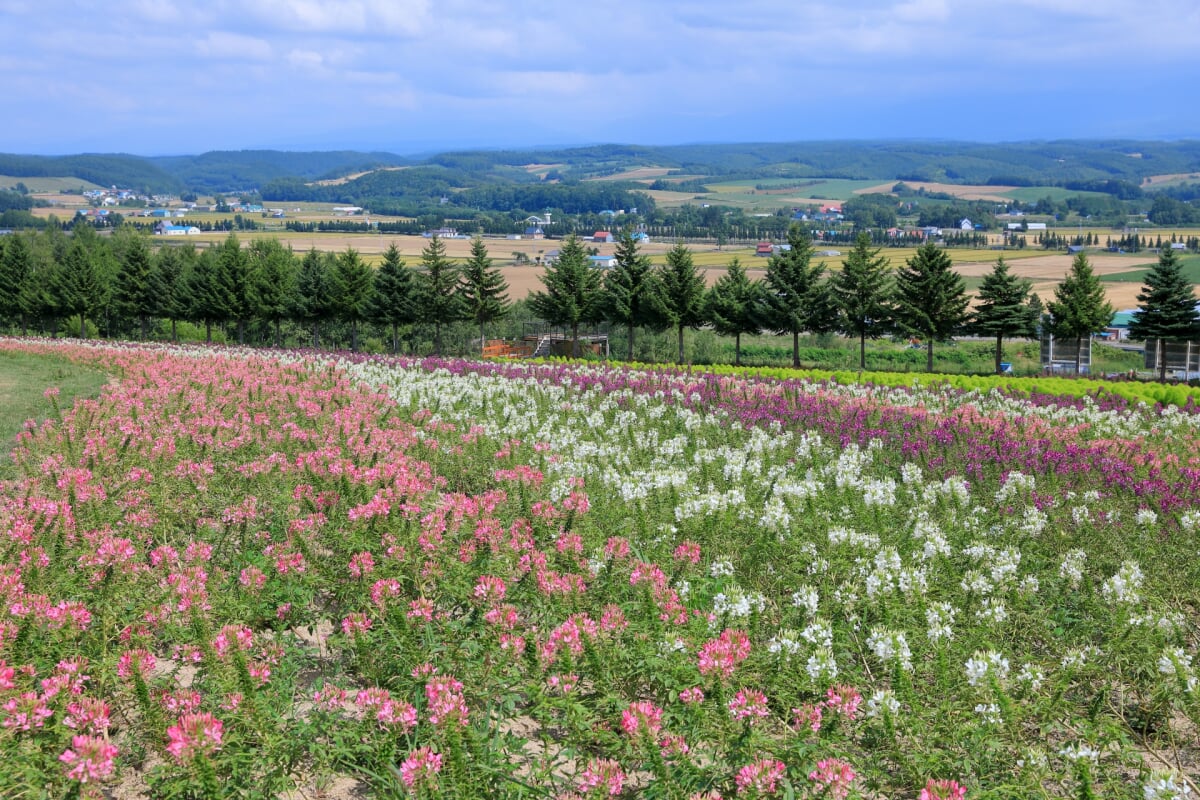 フラワーランドかみふらのの写真3