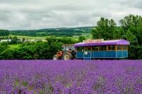 フラワーランドかみふらの