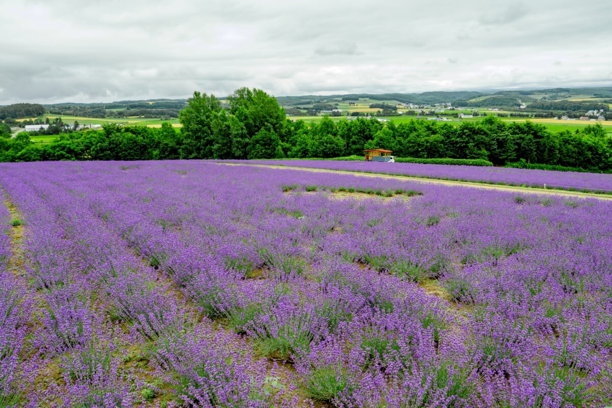 フラワーランドかみふらのの写真4