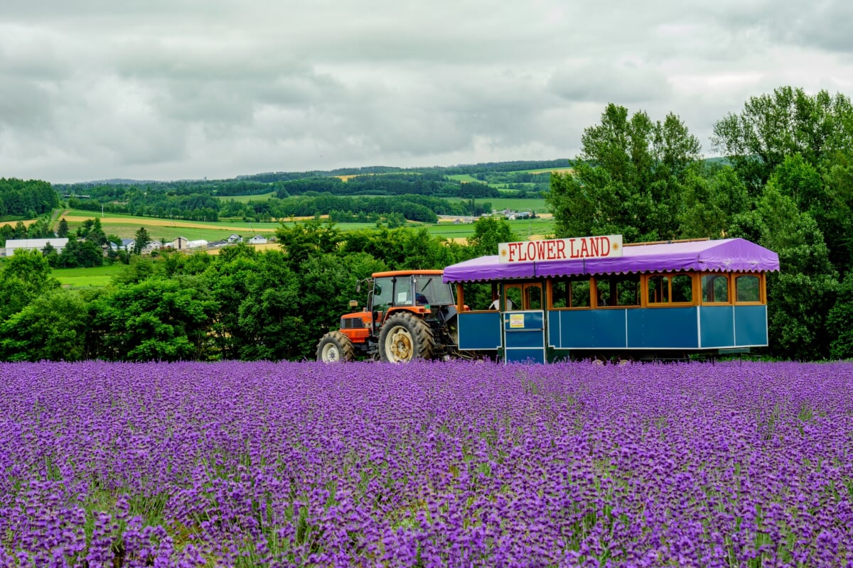 フラワーランドかみふらのの写真1