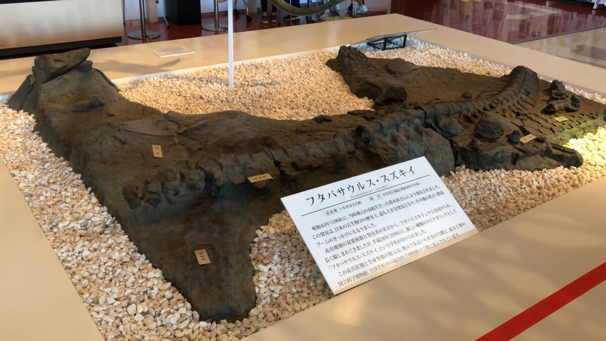 いわき市石炭・化石館 ほるるの写真2