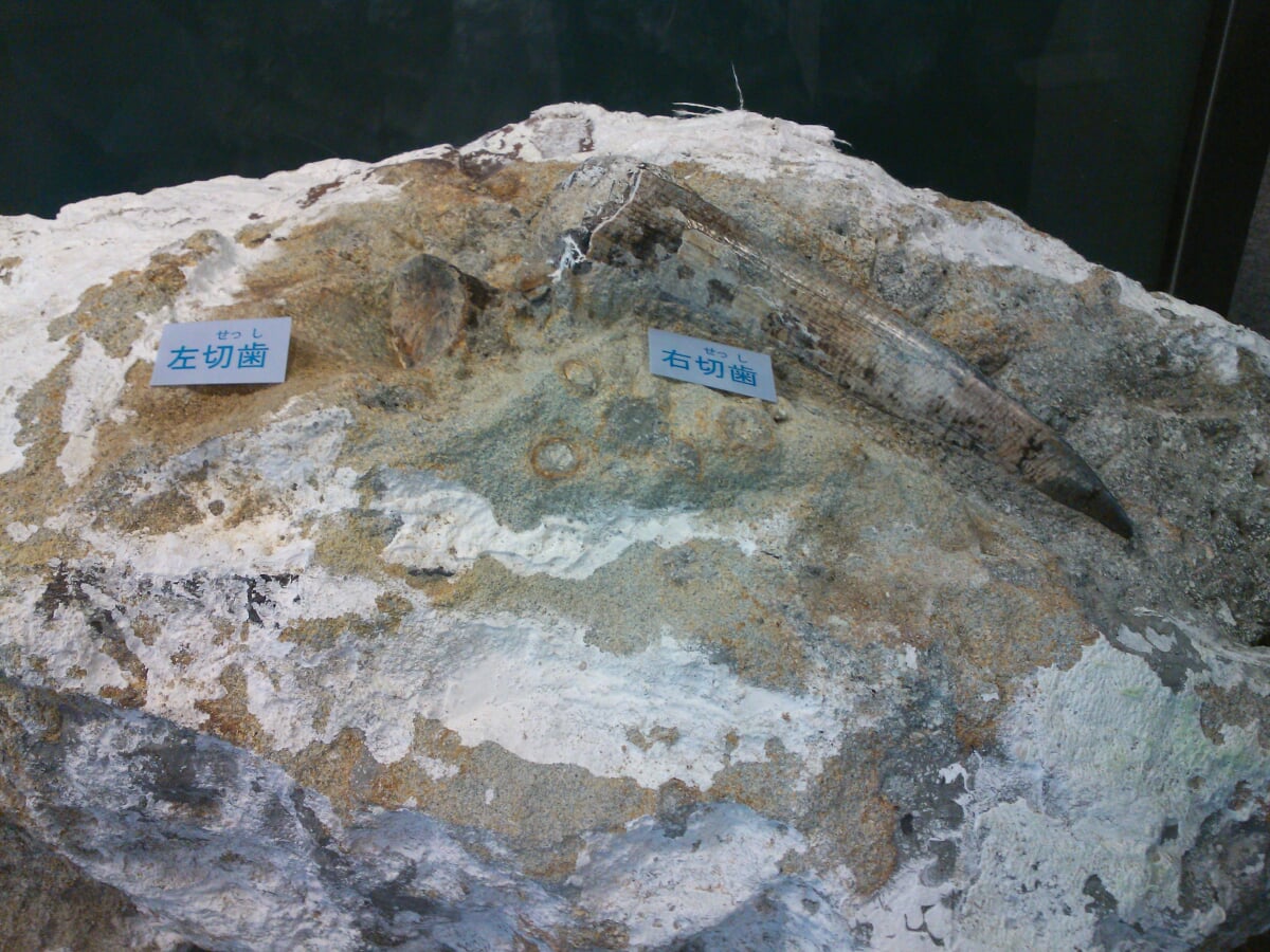 ミュージアムパーク茨城県自然博物館の写真3