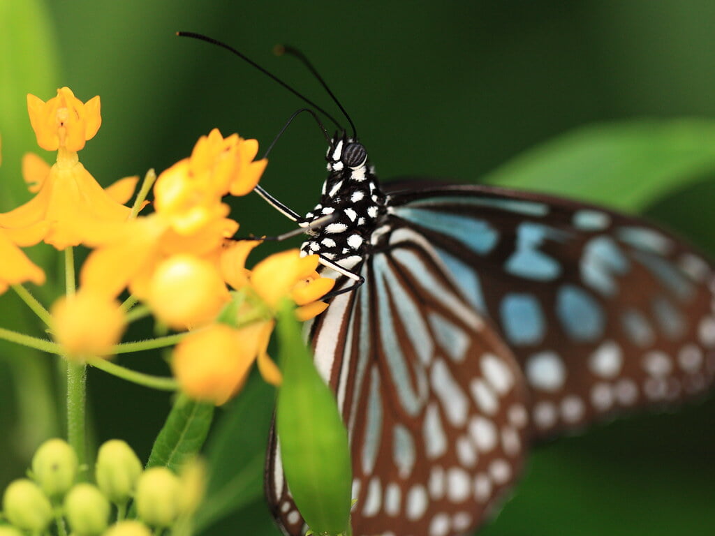 群馬県立ぐんま昆虫の森の写真2