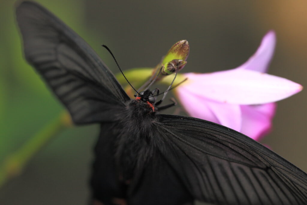 群馬県立ぐんま昆虫の森の写真5