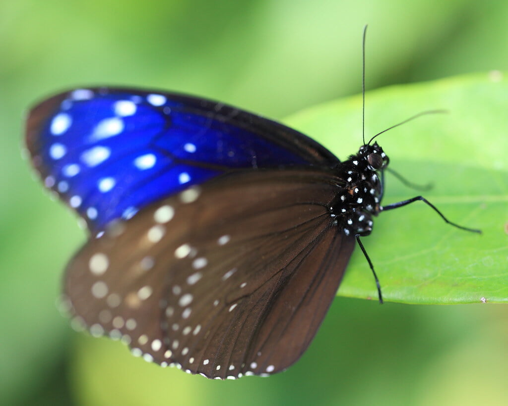 群馬県立ぐんま昆虫の森の写真9