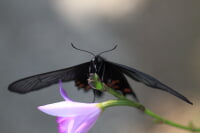 群馬県立ぐんま昆虫の森
