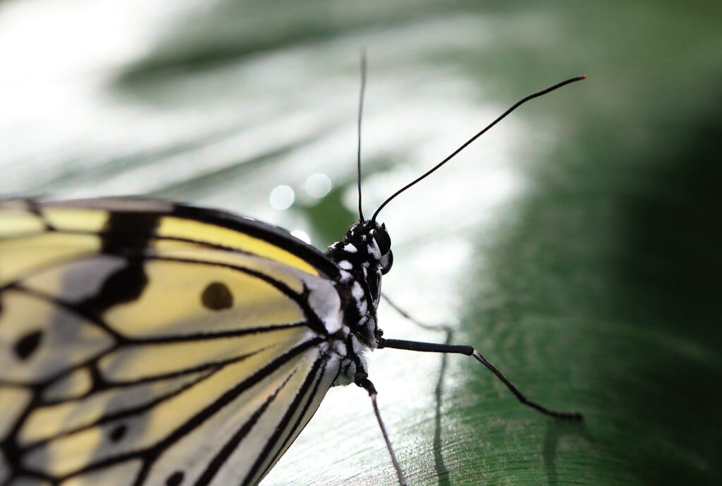 群馬県立ぐんま昆虫の森の写真11