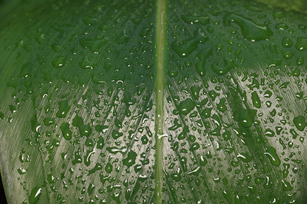 群馬県立ぐんま昆虫の森の写真12