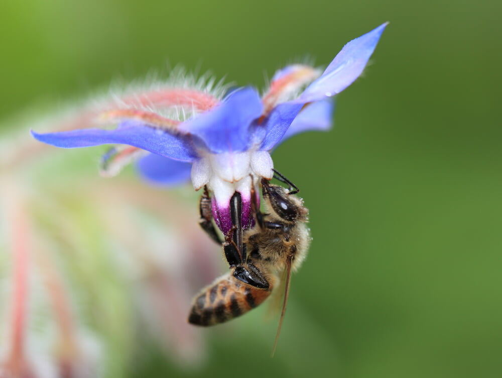 ぐんまフラワーパークの写真3