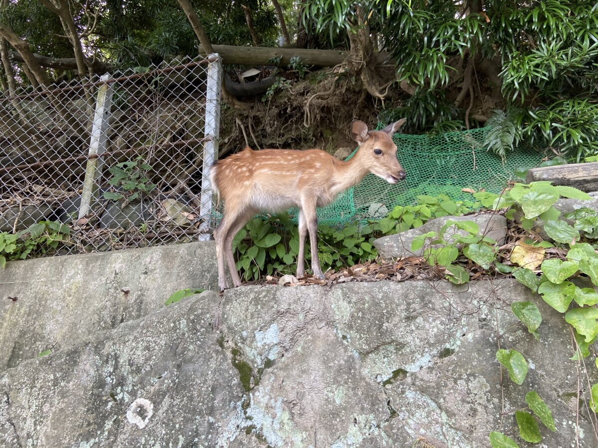 淡路島モンキーセンターの写真2