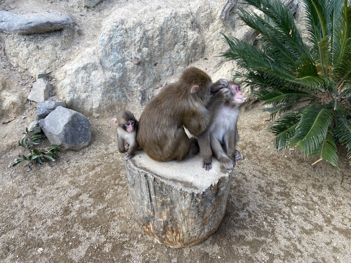 淡路島モンキーセンターの写真3