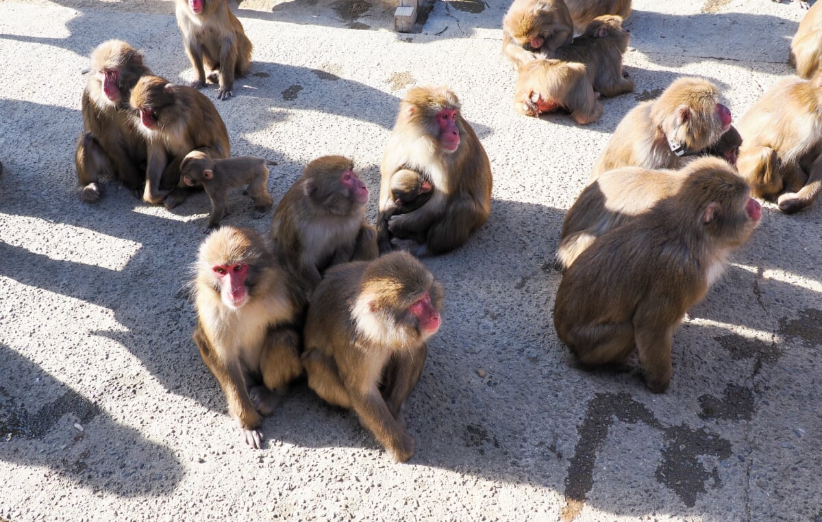淡路島モンキーセンターの写真4