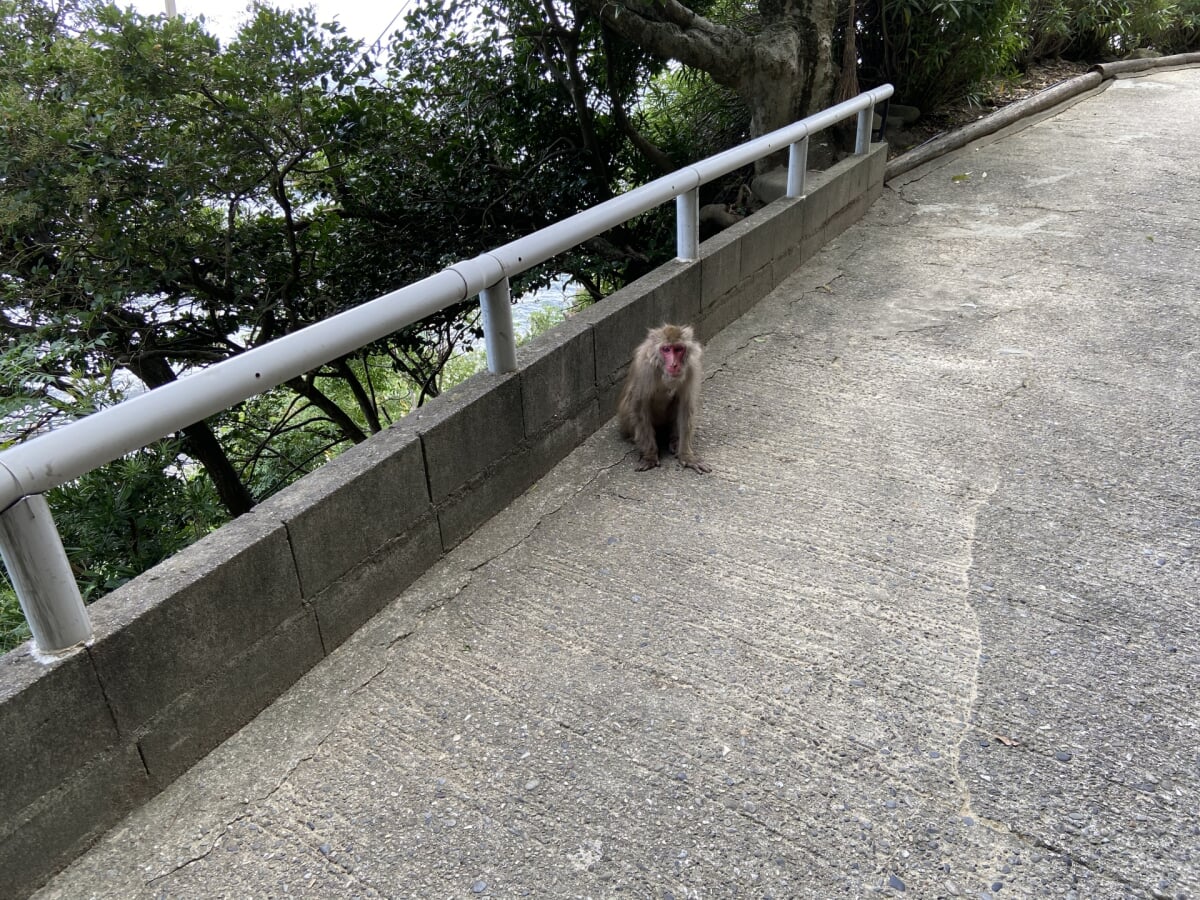 淡路島モンキーセンターの写真5