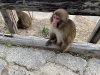 淡路島モンキーセンター