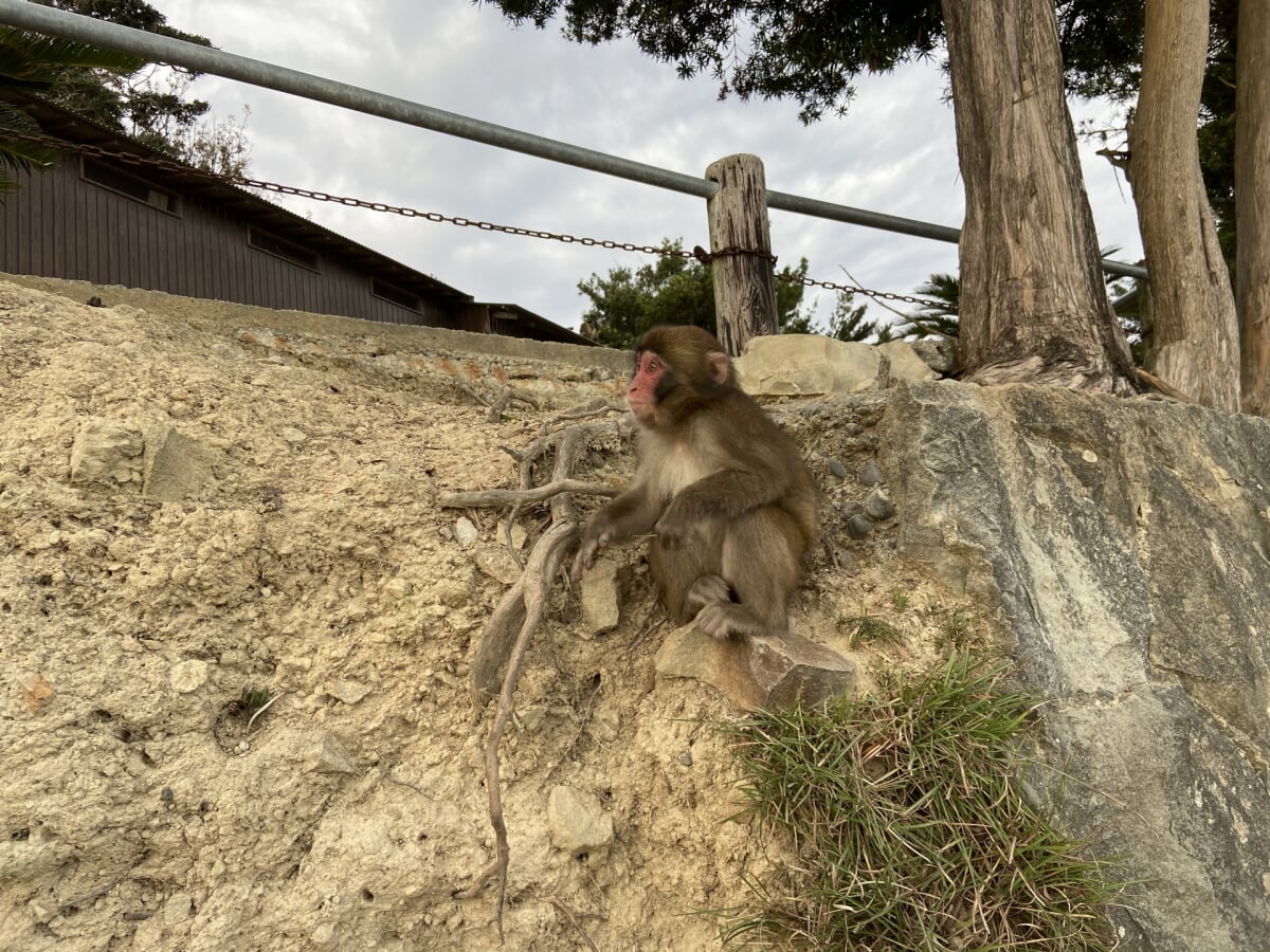 淡路島モンキーセンターの写真6