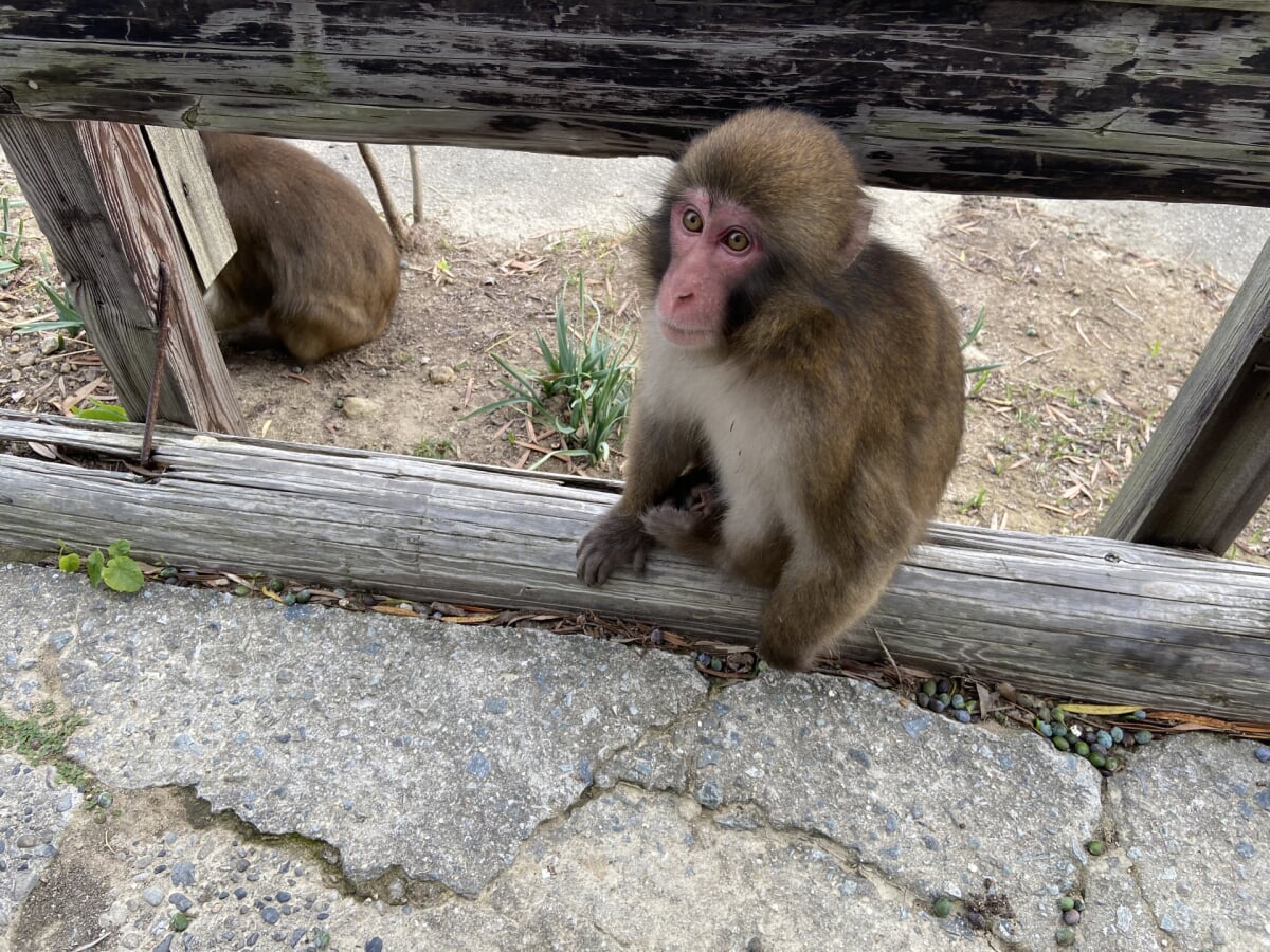 淡路島モンキーセンターの写真1