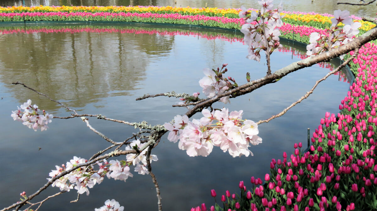 はままつフラワーパークの写真3
