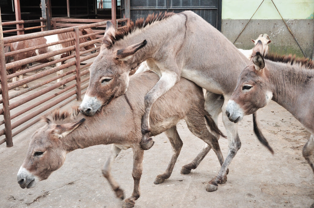 宇都宮動物園の写真2
