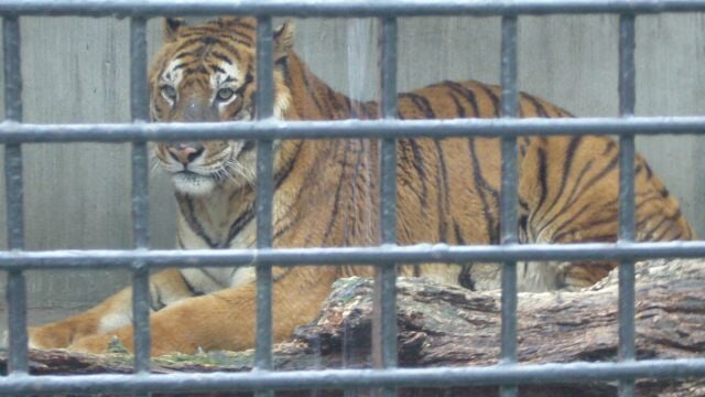 宇都宮動物園の写真6