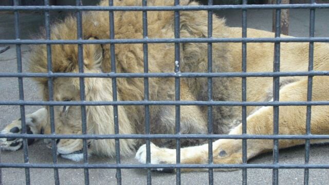 宇都宮動物園の写真7