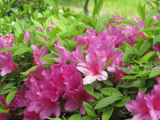 天保山公園の写真3