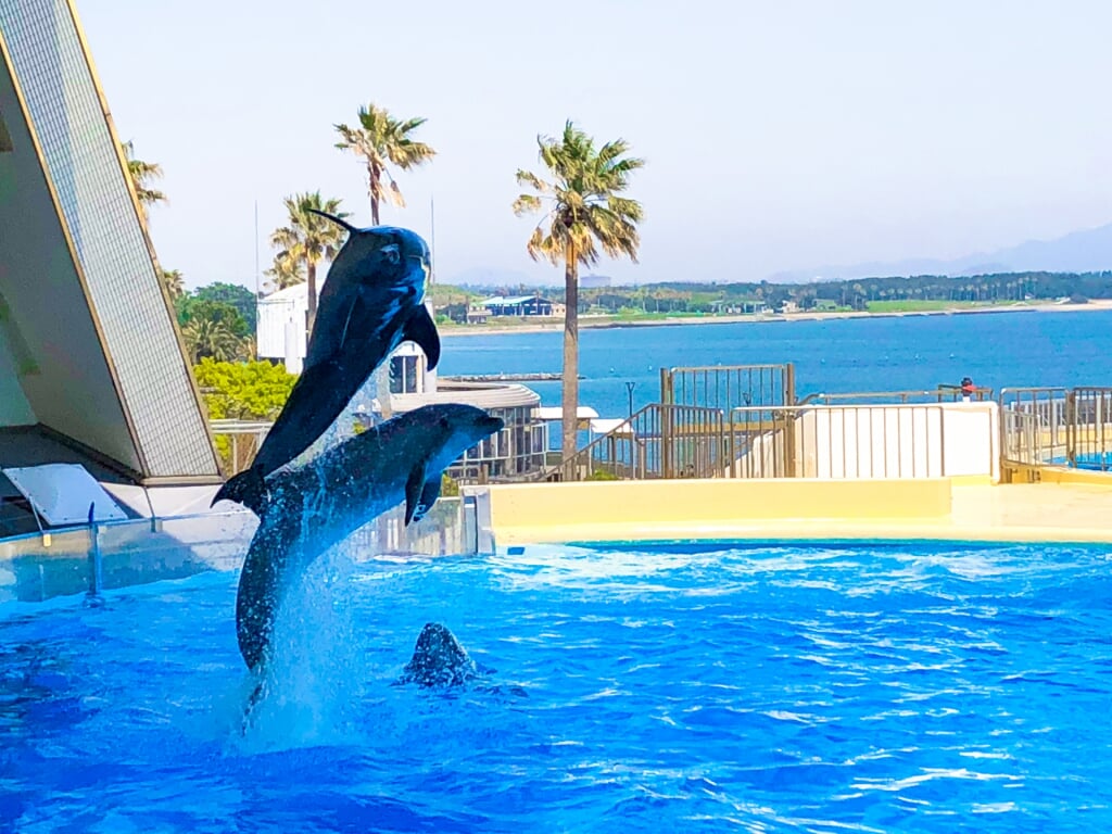 水族館 マリンワールド 海の中道の写真2