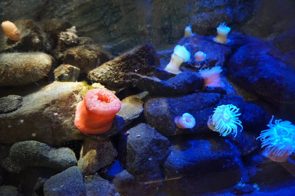 水族館 マリンワールド 海の中道の写真4