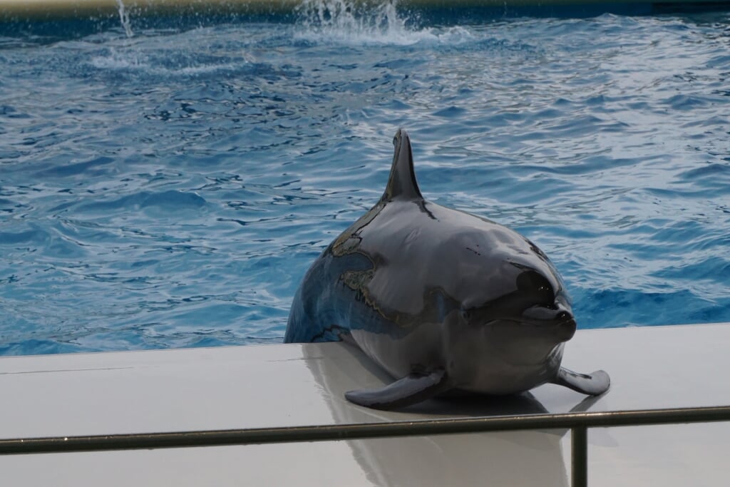 水族館 マリンワールド 海の中道の写真6