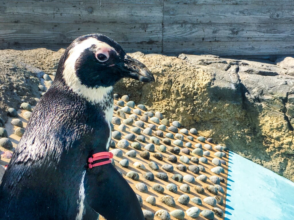 水族館 マリンワールド 海の中道の写真7