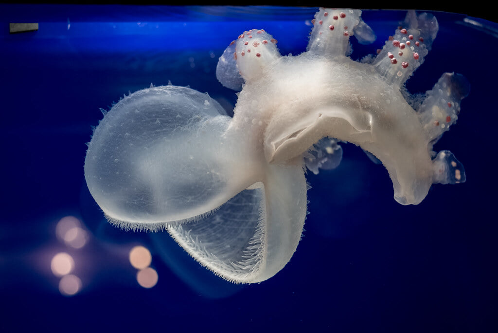 須磨海浜水族園の写真6