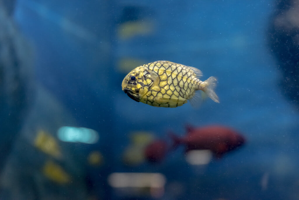 須磨海浜水族園の写真7