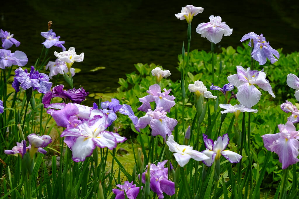 長府庭園の写真4