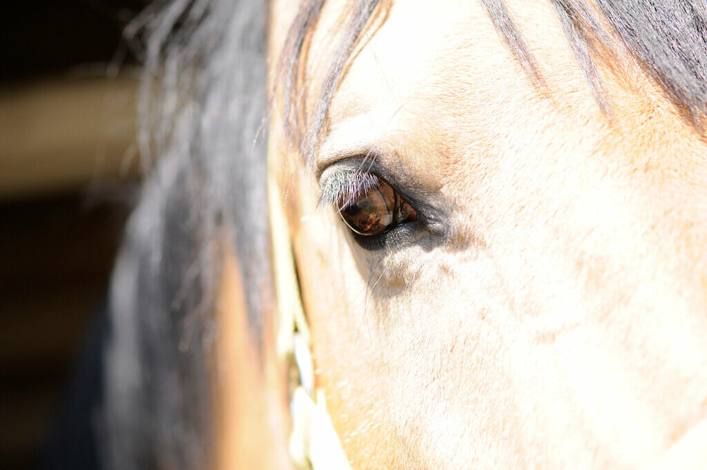 滝沢牧場の写真2