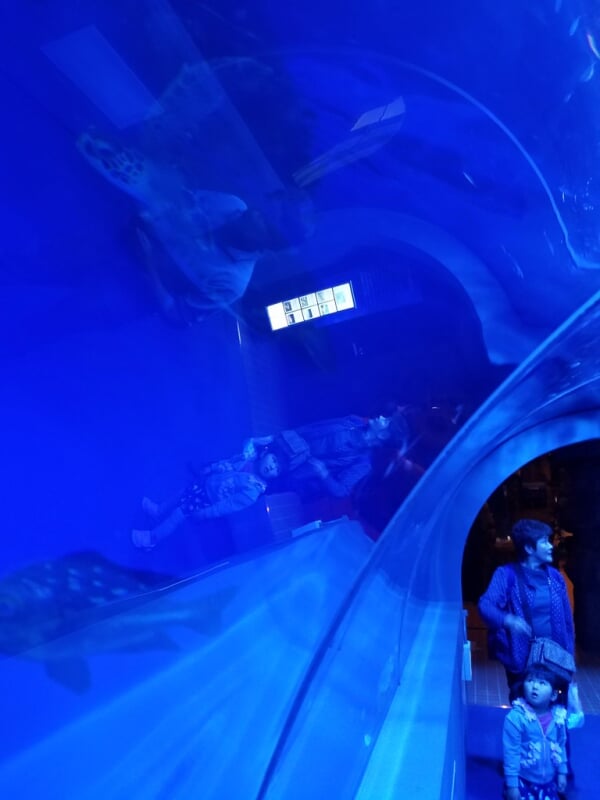 もぐらんぴあ・まちなか水族館の写真2