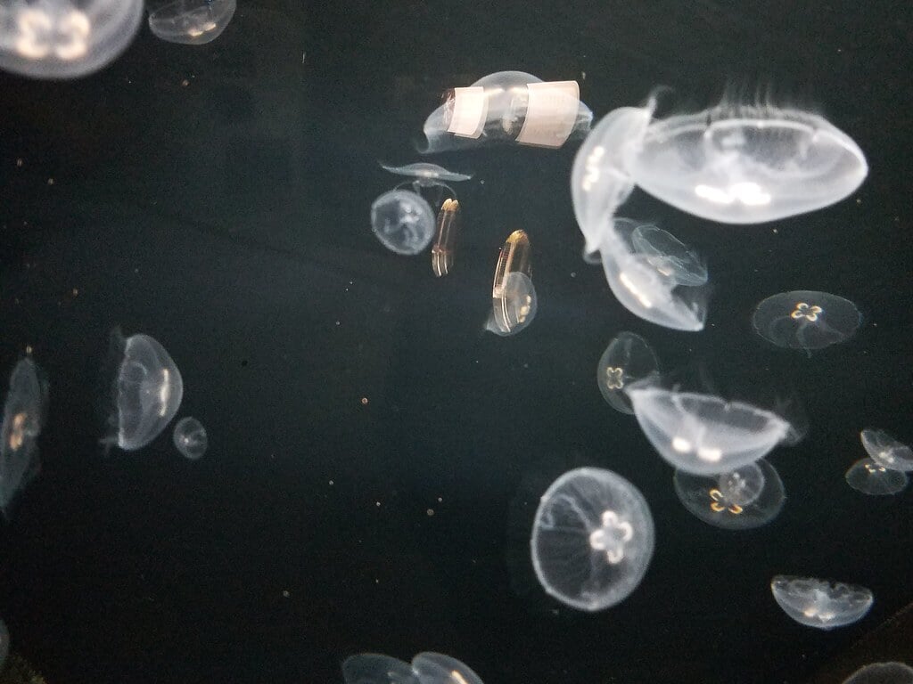 もぐらんぴあ・まちなか水族館の写真5