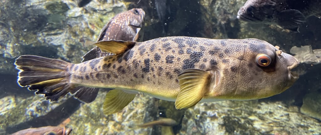 もぐらんぴあ・まちなか水族館の写真8