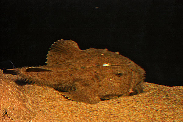 アクアワールド茨城県大洗水族館の写真6