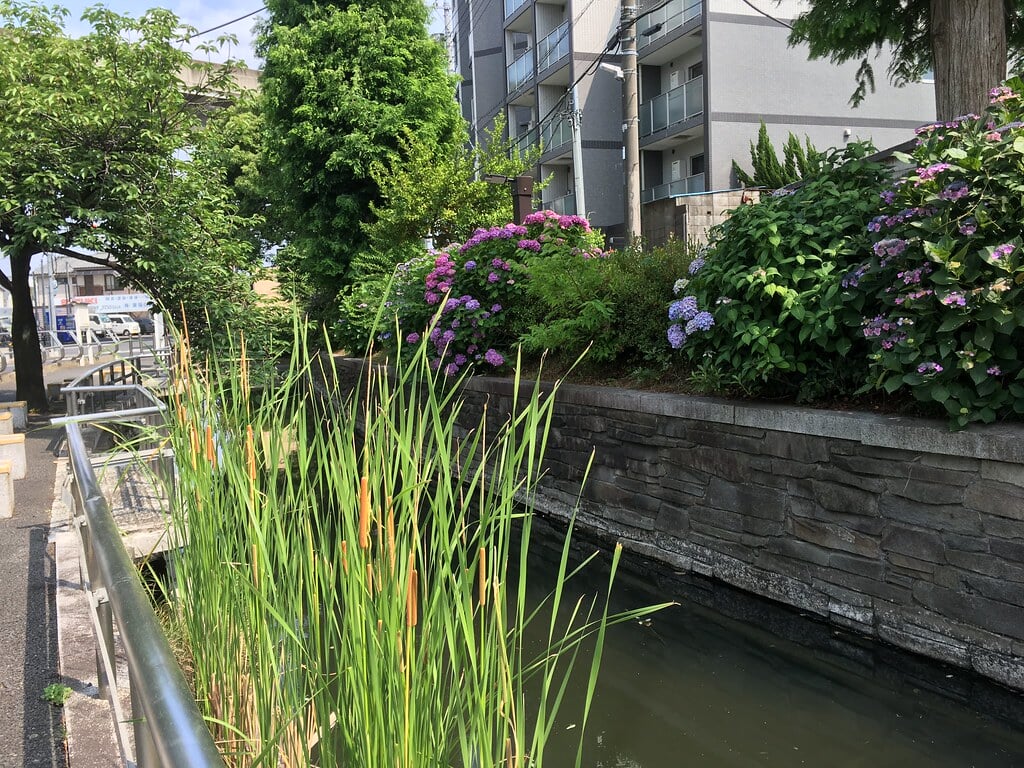 見沼代親水公園の写真6