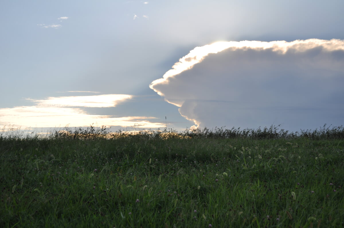 武蔵野の森公園の写真6
