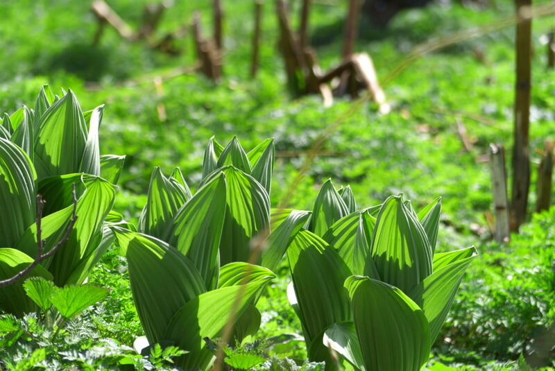 漁川河川緑地の写真1