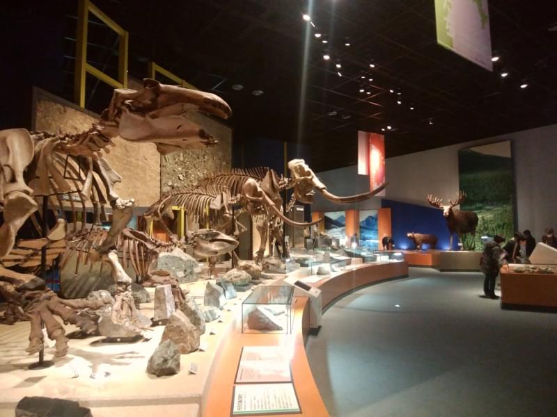神奈川県立 生命の星・地球博物館の写真4
