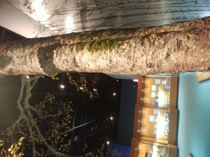 神奈川県立 生命の星・地球博物館の写真5