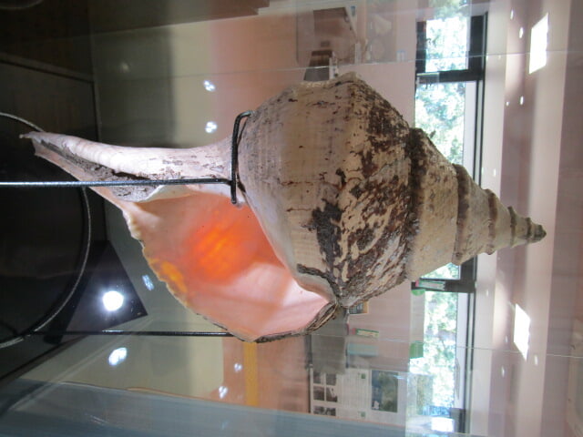 真鶴町立 遠藤貝類博物館の写真1