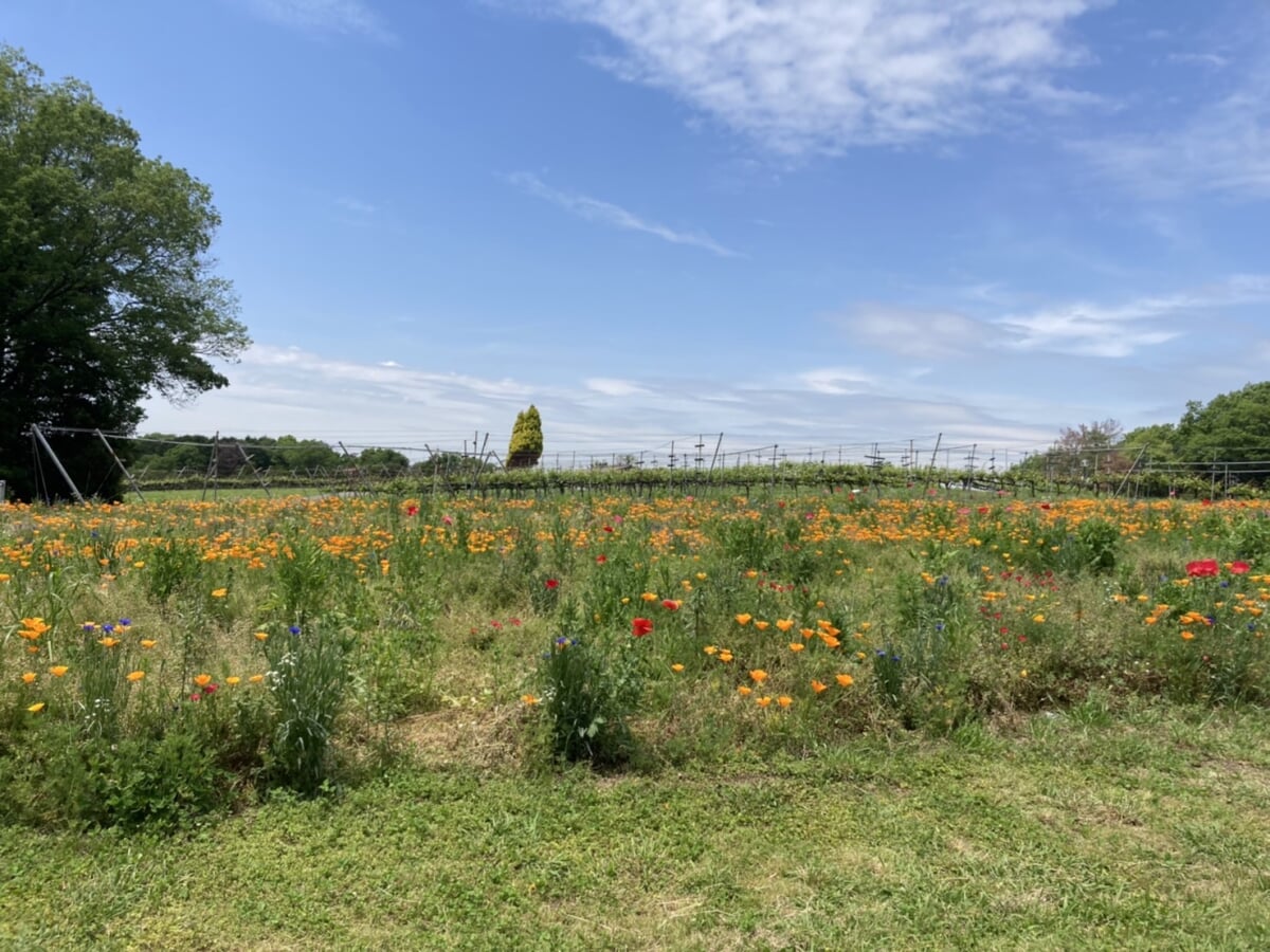 神戸ワイナリーの写真3