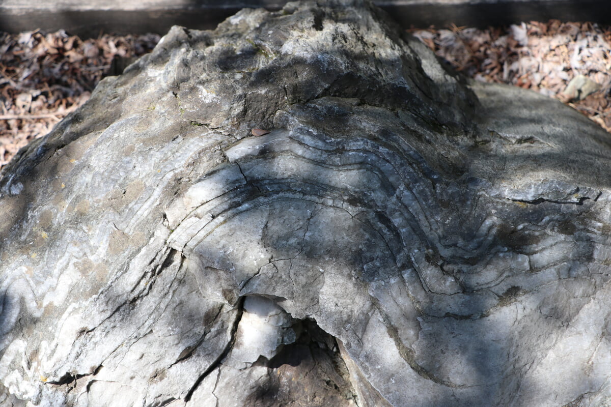 埼玉県立自然の博物館の写真3