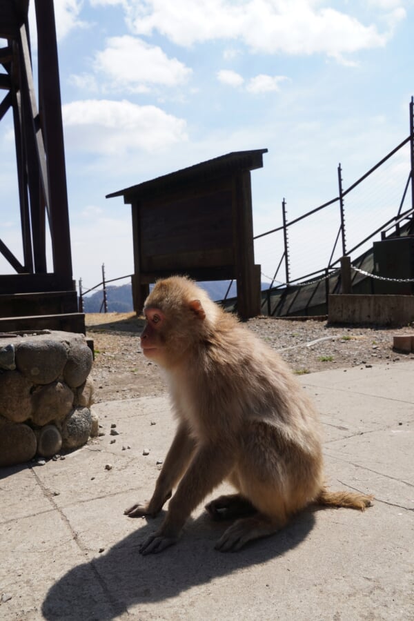おさるの山の写真3