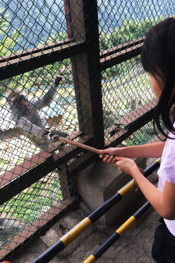 おさるの山の写真1