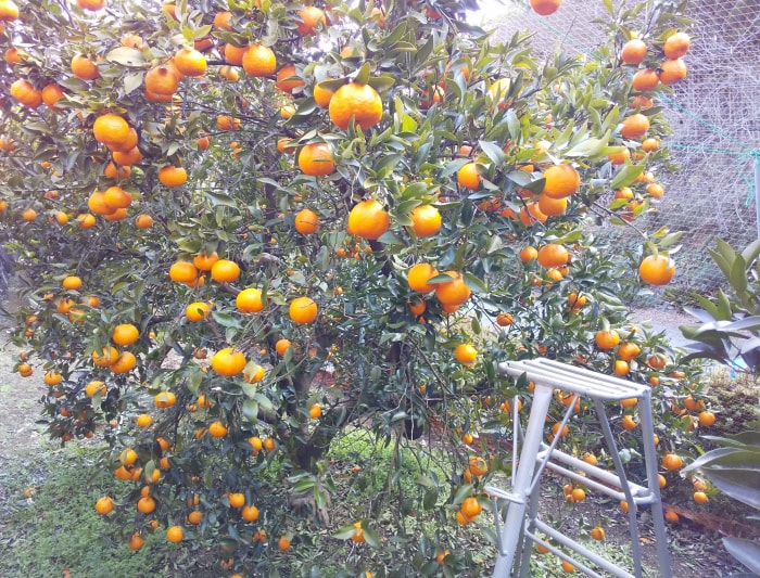 マルフクガーデンの写真2