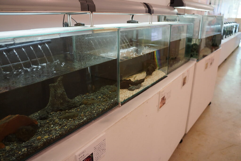 キョロロの写真15