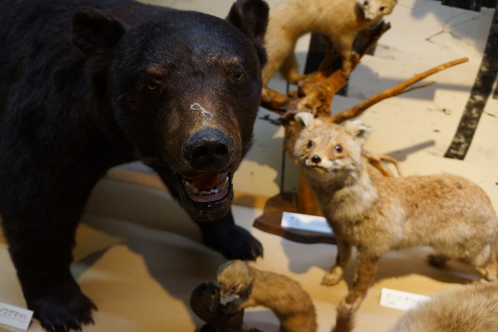 十日町市博物館の写真2